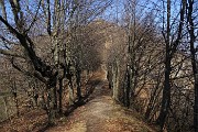 36 'Viale' dal Roccolo al Forcolino